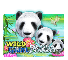 Wlid Giant Panda Slotxo UFABET